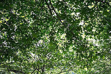 Roguelite卡牌对战游戏《Apeiron》Steam页面 2024年第三季度发行